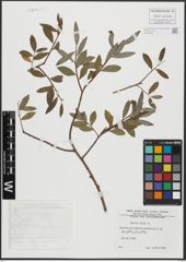 Foto von Salix alba L.